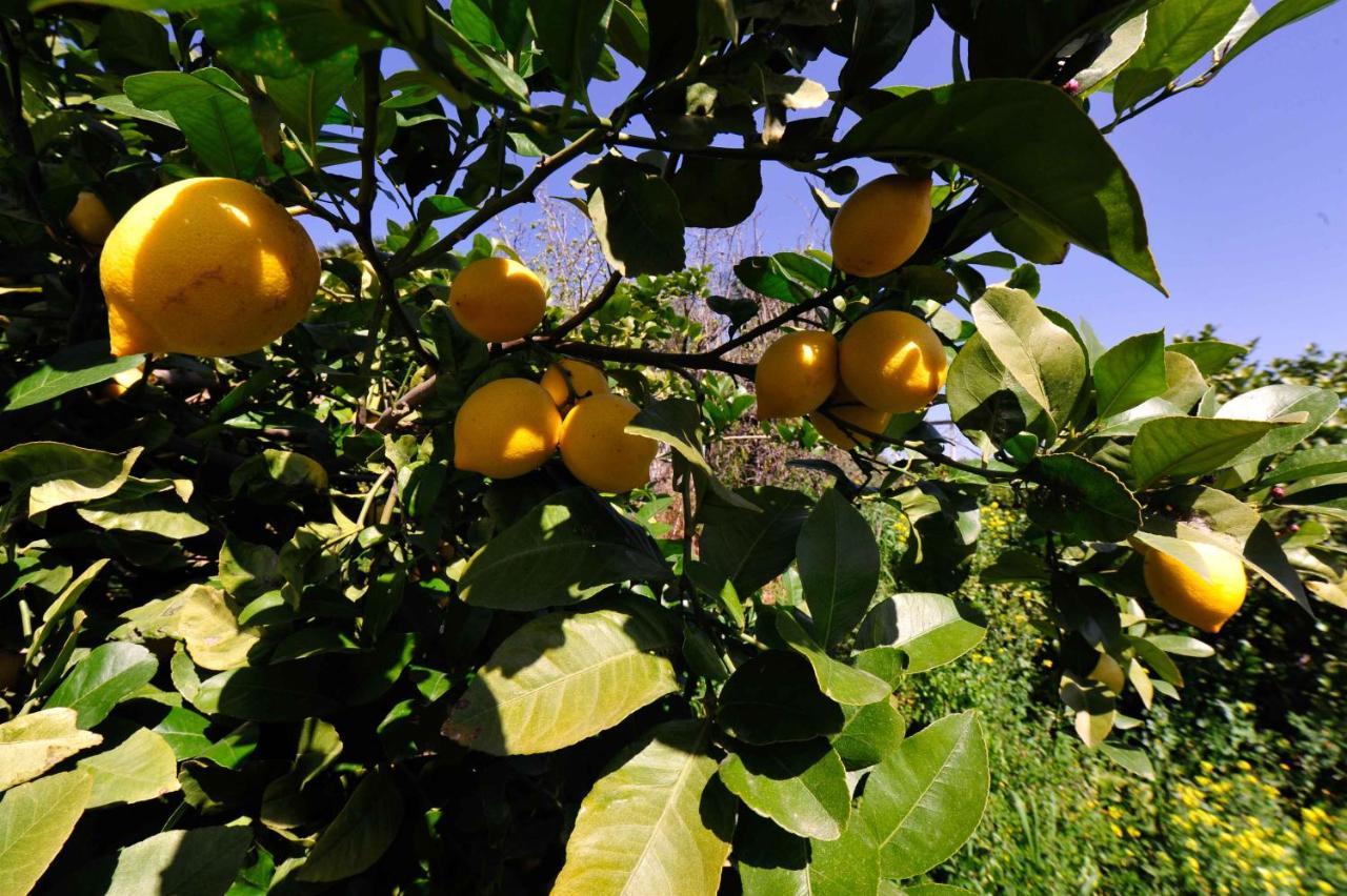 Finca Dariana Padel & Pool Alora Εξωτερικό φωτογραφία